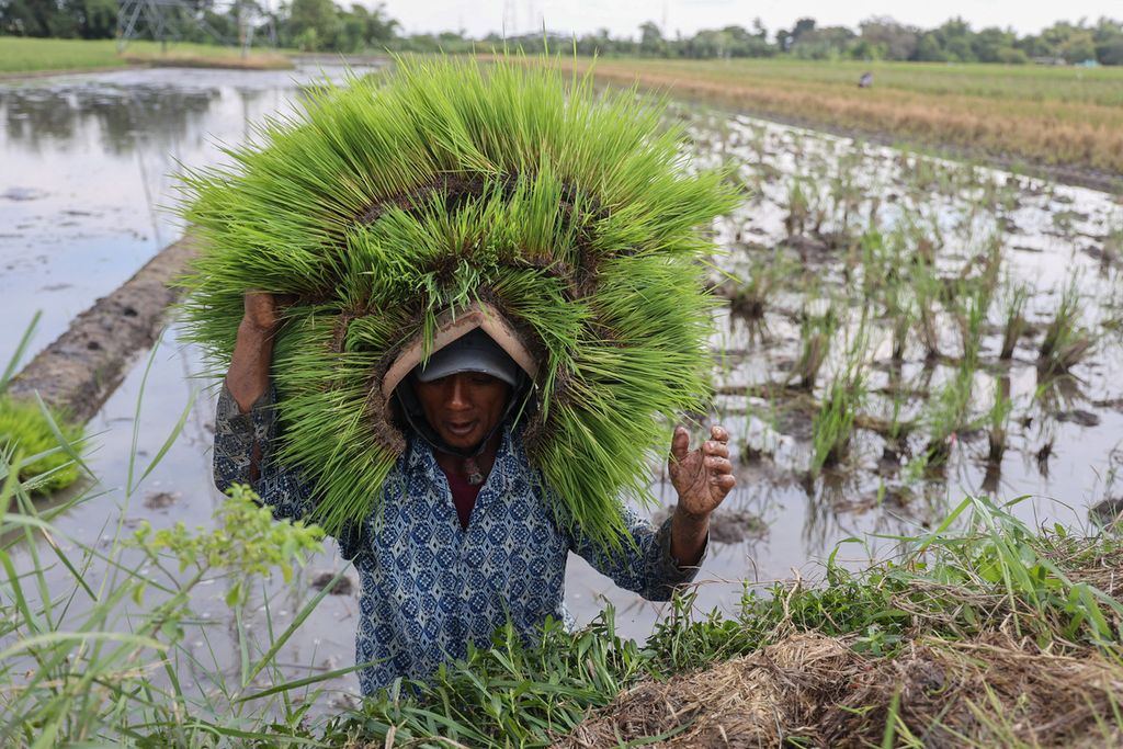 Slamet (50) menyunggi bibit padi varietas Memberamo yang disemaikan pada media tanam dengan tanah ladu di Desa Jaten, Juwiring, Klaten, Jawa Tengah, Jumat (2/12/2022). 