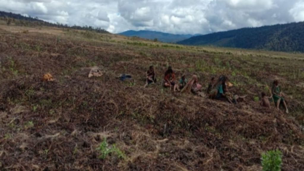 Kondisi kebun warga yang terdampak fenomena alam embun beku di Distrik Kuyawage, Kabupaten Lanny Jaya, Papua, sejak 1 Juni 2022.