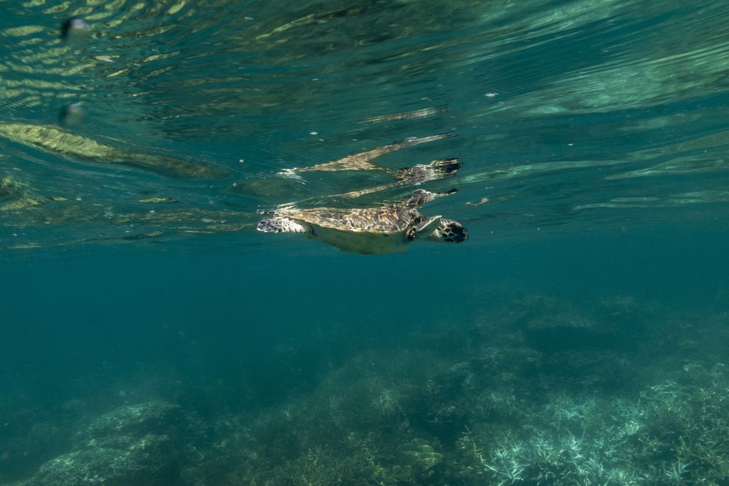 Seekor penyu sisik (<i>Eretmochelys imbricata</i>) berenang ke laut lepas setelah dibebaskan dari jeratan tali pada kumpulan sampah di dekat Pulau Cilik, Kepulauan Karimunjawa, Kabupaten Jepara, Jawa Tengah, Minggu (12/6/2022).