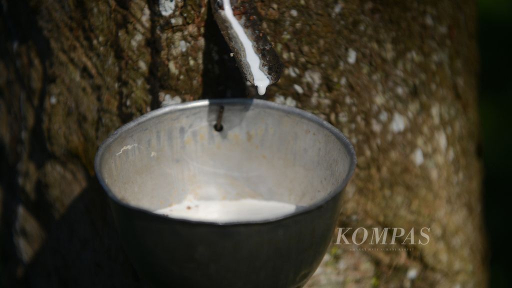 Penyadapan getah karet di perkebunan karet di Desa Tlogo, Tuntang, Kabupaten Semarang, Jawa Tengah, Rabu (7/7/2021). Produksi karet di Jawa Tengah diperkirakan mencapai 34.243 ton per tahun.