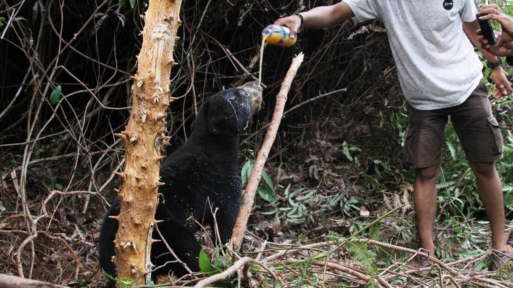 Satu beruang madu terkena jerat babi di perkebunan sawit Desa Lubuk, Kecamatan Jeumpa, Aceh Barat Daya, Aceh, pertengahan Juni 2019. 