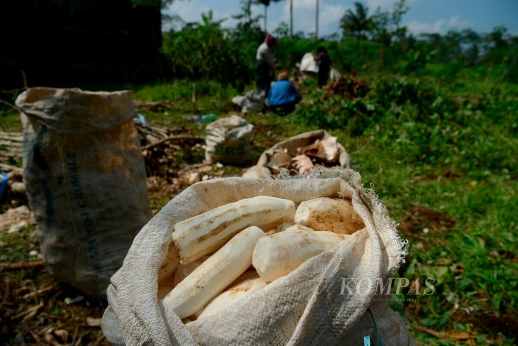 Singkong hasil panen yang telah dikupas dan siap dikirim kepada pengepul untuk bahan baku makanan di Kecamatan Tuntang, Kabupaten Semarang, Jawa Tengah, Senin (25/2/2019). 
