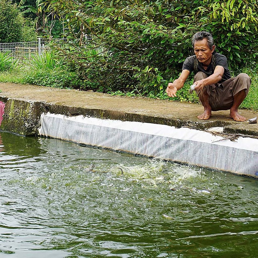  Kirno (49), mantan buruh pemecah batu yang kini bekerja    di Agrowisata Bulak Barokah, sedang  memberi makan ikan.  