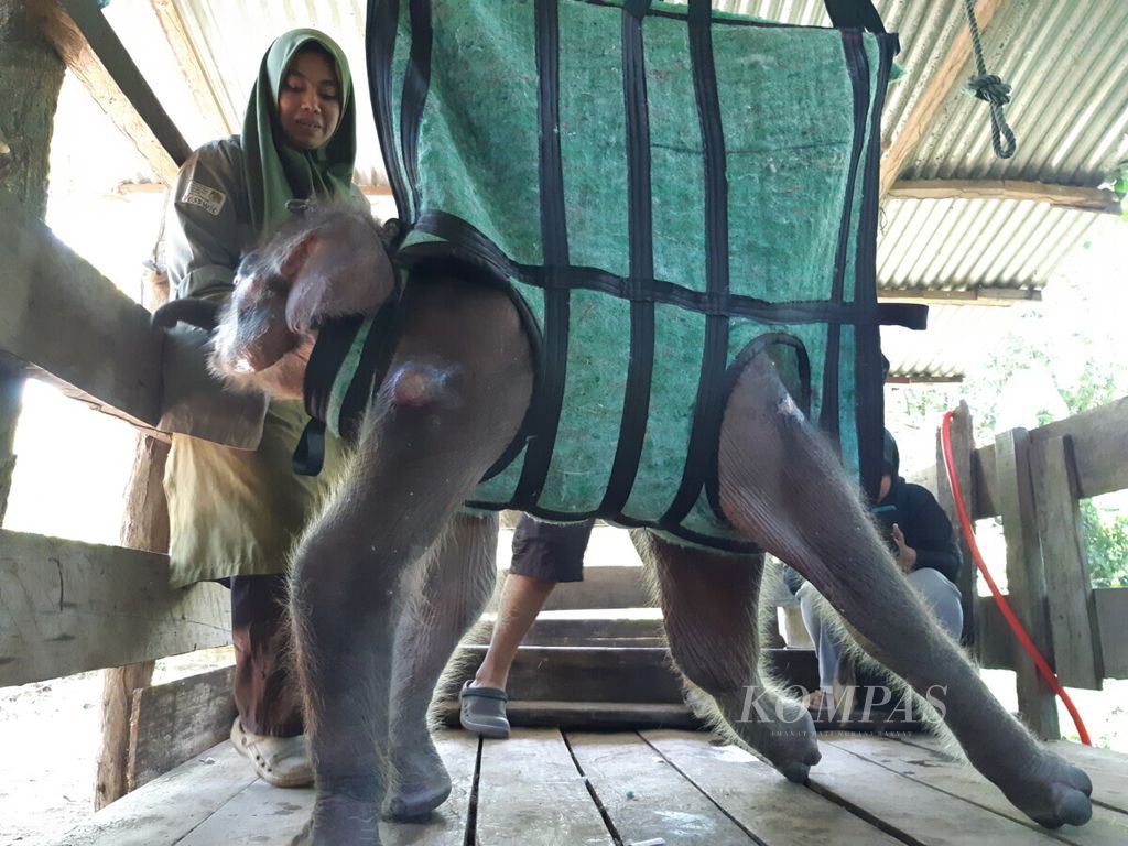 Anak gajah sumatera menjalani pengobatan di Pusat Konservasi Gajah Saree Aceh Besar, Aceh, Rabu (17/2/2021). Gajah itu ditemukan kritis karena terjebak dalam lumpur di Pidie.