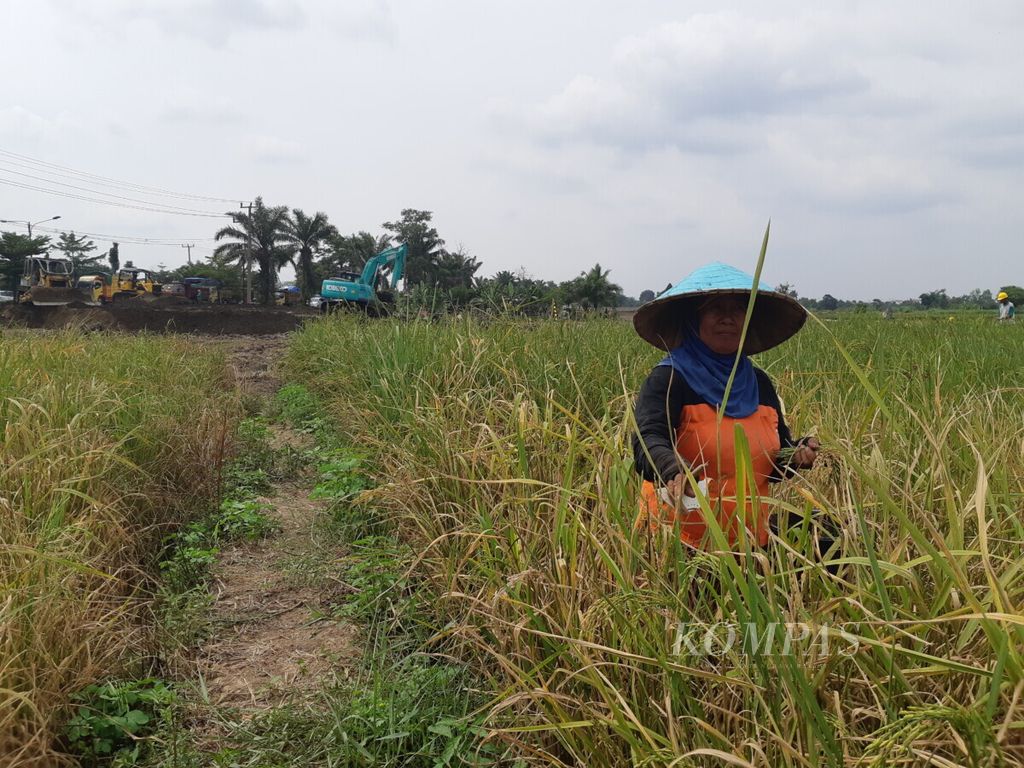 Seorang petani memanen padi di Palembang, Susel, Selasa (13/10/2020). Potensi produksi beras di Sumsel diprediksi meningkat hingga akhir tahun 2020. Hal ini dikarenakan adanya ekstensifikasi lahan pertanian dengan memafaatkan lahan rawa lebak.