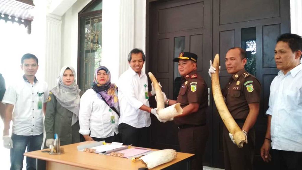 Sepasang gading milik Bunta, gajah jinak yang mati dibunuh di Aceh Timur, diserahkan kepada Balai Konservasi Sumber Daya Alam Aceh.