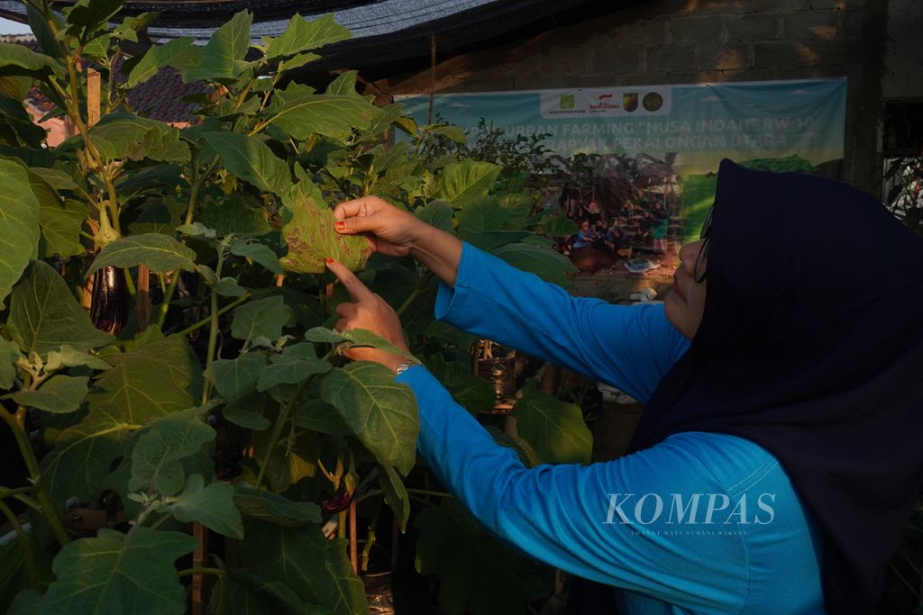Seorang ibu mengecek kondisi tanaman terung yang di Kelurahan Krapyak, Kecamatan Pekalongan Utara, Kota Pekalongan, Jawa Tengah, Rabu (19/7/2023). Dari usaha tersebut, para anggota bisa memanfaatkan hasil panen untuk memenuhi kebutuhan konsumsi mereka.