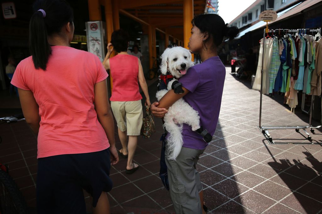 Warga Singapura menggendong anjing kesayangannya di sebuah pasar di Singapura, 30 Agustus 2013. Berbeda dengan kucing, anjing ras tertentu diperbolehkan dipelihara di apartemen pemerintah di negara itu.