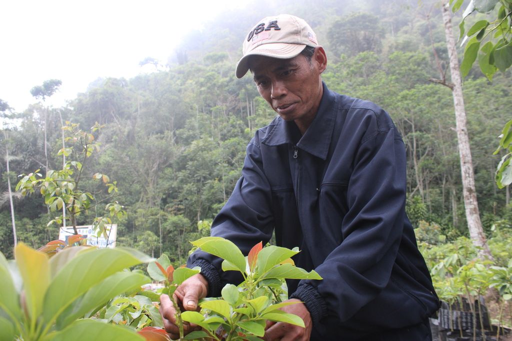 Salah satu petani mengamati bibit yang akan ditanam di lahan garapannya dalam area perhutanan sosial di Desa Jayamekar, Kecamatan Pakenjeng, Kabupaten Garut, Jawa Barat, Selasa (3/11/2024). Dalam kegiatan ini, kawasan perhutanan sosial seluas 20 hektar yang disebut sebagai Hutan FIF Group bakal ditanami 25.000 pohon.