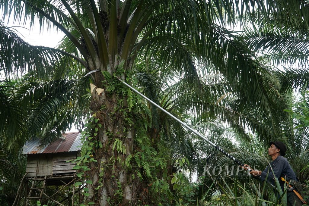 Herman (48) memangkas pelepah sawit dengan egrek di kebun sawit garapannya di Desa Talang Arah, Kecamatan Malin Deman, Kabupaten Mukomuko, Provinsi Bengkulu, Sabtu (3/6/2023). 