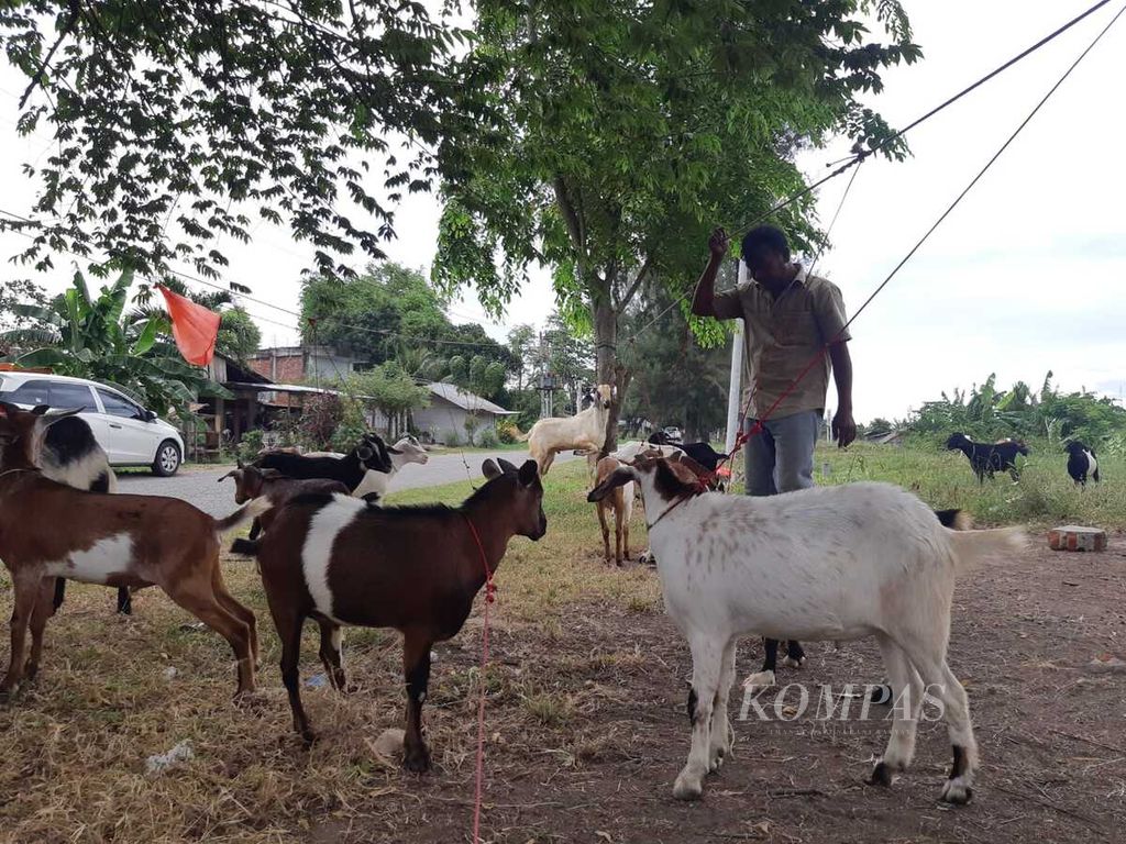 Rafli (51), pedagang hewan kurban di Desa Meunasah Bak Trieng, Kecamatan Krueng Barone Jaya, Aceh Besar, menunggu pembeli, Minggu (3/7/2022). Meski dalam masa darurat PMK, penjualan hewan kurban tidak surut.