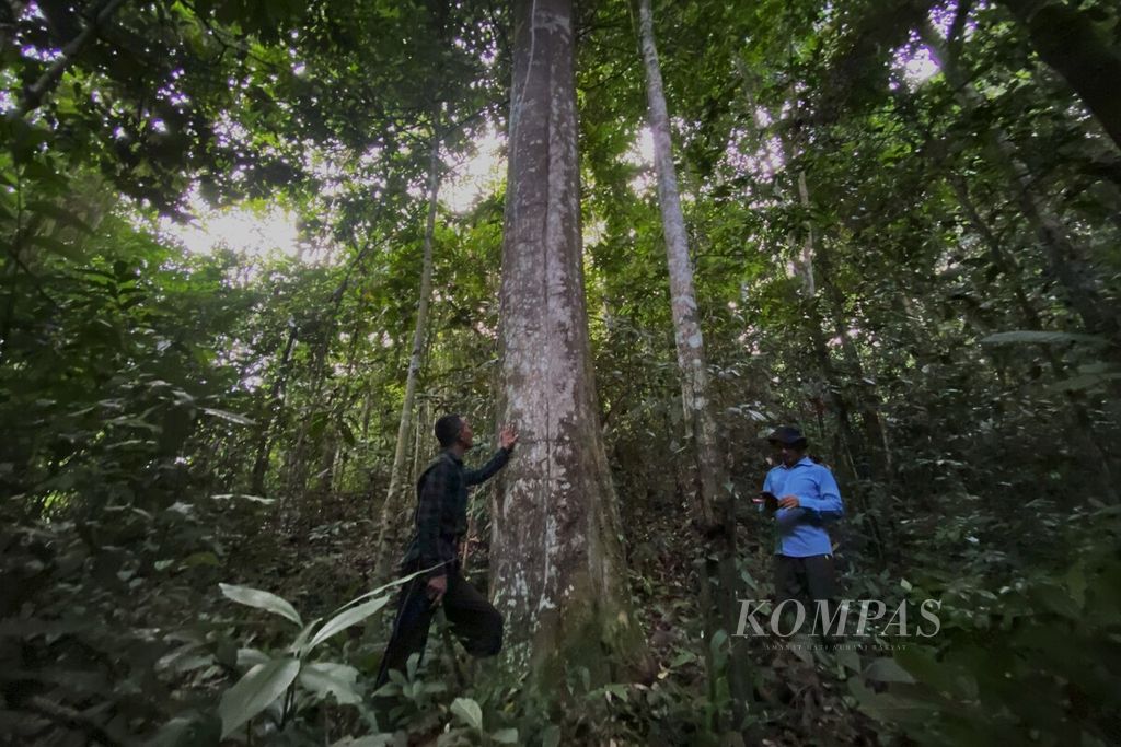 Pohon gaharu yang tumbuh di dalam hutan adat milik Mukim Blang Birah, Kecamatan Peudada, Kabupaten Bireuen, Provinsi Aceh, Rabu (15/11/2023). Hutan adat milik masyarakat hukum adat Mukim Blang Birah masih lestari hingga kini.