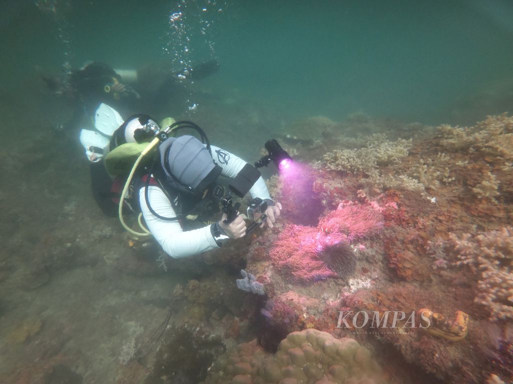 Penyelam mengabadikan biota bawah laut di salah satu titik selam di Taman Nasional Terumbu Karang Miri-Sibuti di Sarawak, Malaysia, Jumat (26/4/2024). Taman Nasional Terumbu Karang Miri-Sibuti merupakan salah satu destinasi wisata selam di Sarawak yang memiliki lebih dari 40 titik selam. 