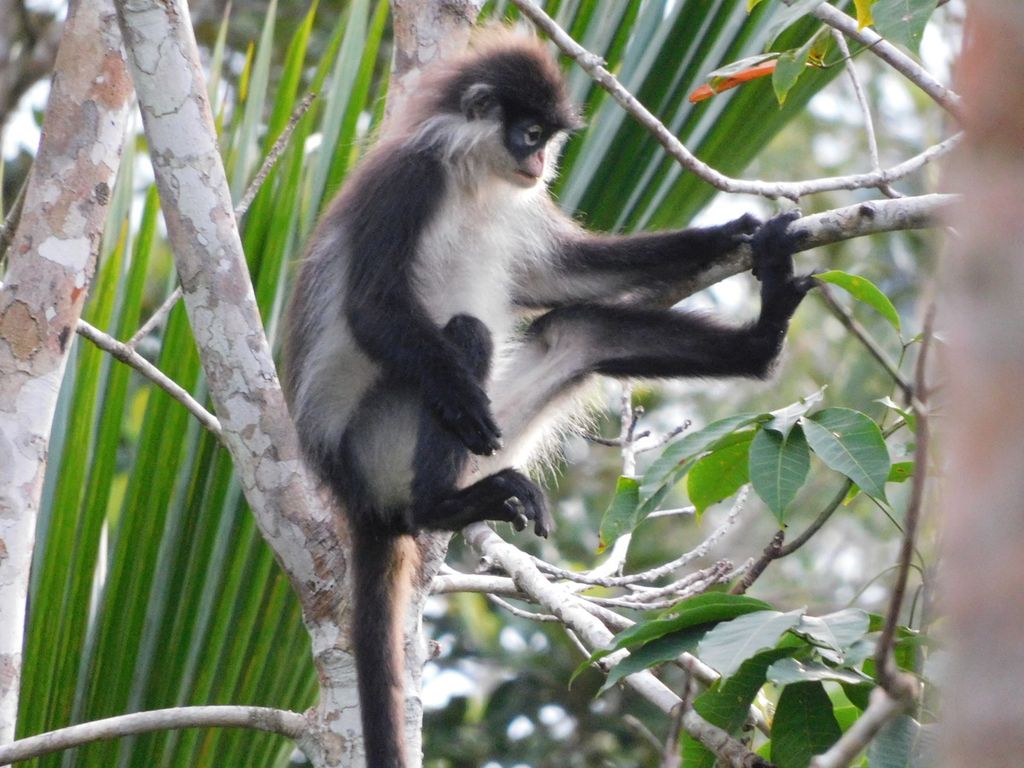 Kekah atau monyet endemik di Pulau Bunguran, Natuna, Kepulauan Riau. Foto diambil pada 6 Januari 2023.