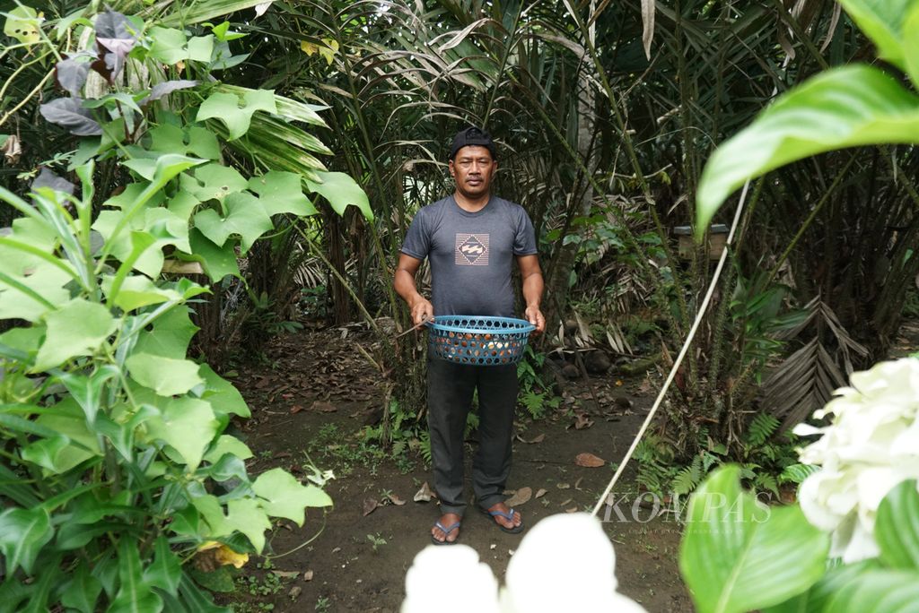 I Nengah Candra Wedha (53) memanen salak dari kebun di pekarangan belakang rumahnya di Desa Werdhi Agung Selatan, Bolaang Mongondow, Sulut, Selasa (19/7/2022).