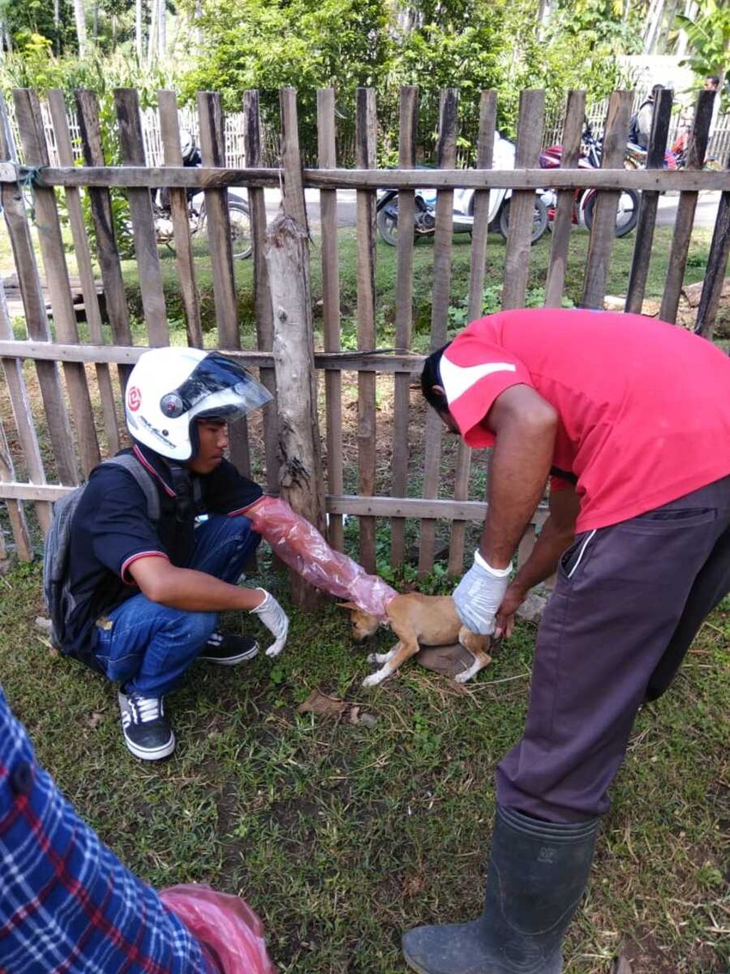 Kucing termasuk Hewan Penular Rabies. Untuk seorang warga Kota Dompu, Kabupaten Dompu, Nusa Tenggara Barat, membawa seekor kucing untuk mendapat layanan vaksinasi anti rabies/VAR.