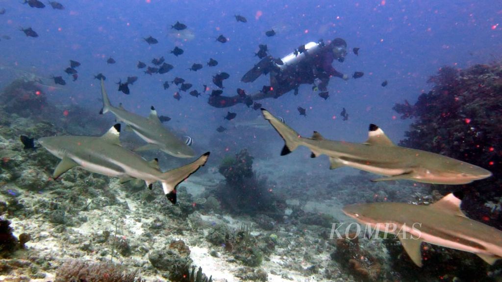 Perairan Morotai di Maluku Utara masih memiliki kesehatan ekosistem terumbu karang yang baik. Ini ditunjukkan dengan kehadiran ikan hiu sirip hitam (<i>black tip</i>) dalam penyelaman di beberapa titik selamnya. Kamis (13/9/2018), sekelompok ikan hiu sirip hitam menyambut penyelam di perairan Pulau Mitita, sekitar 40 menit dari Daruba (Ibu kota Kabupaten Morotai). 