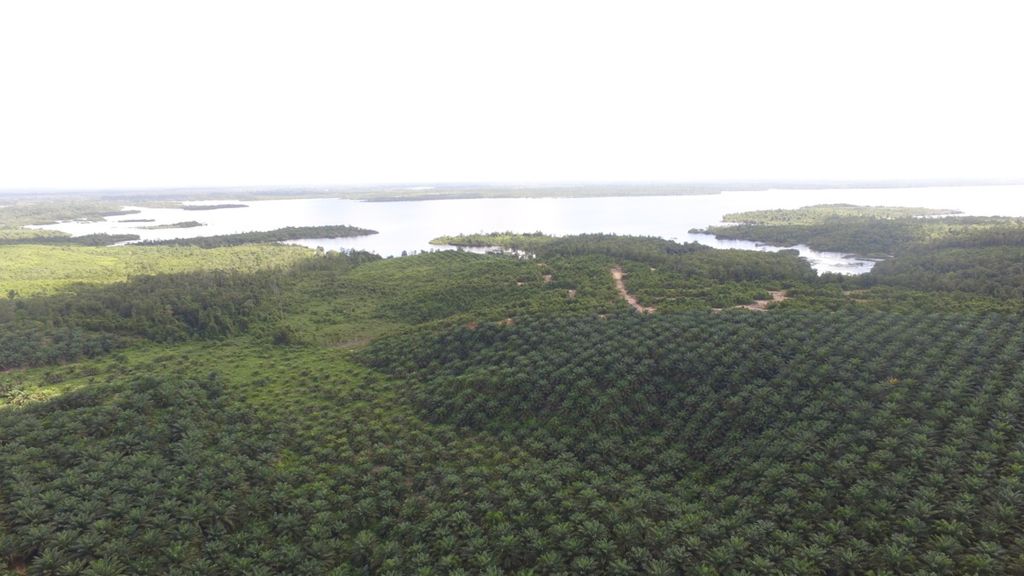 Perkebunan sawit mulai mengepung Danau Sembuluh, Kabupaten Seruyan, Kalimantan Tengah. Foto diambil pada pertengahan tahun 2017 lalu. Saat ini tanaman sawit semakin dekat dengan bibir danau.