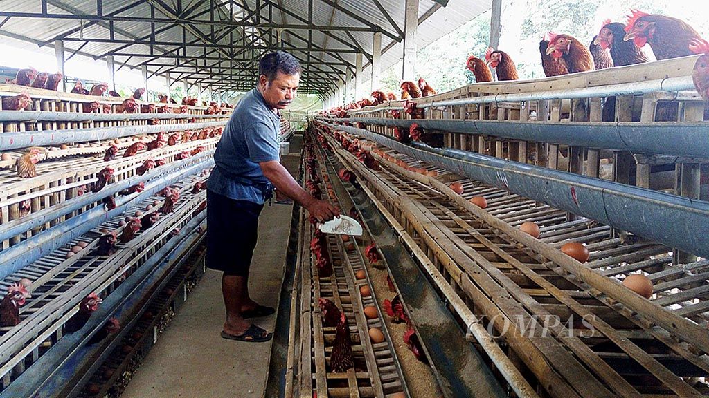 Peternak ayam petelur  di Kecamatan Selorejo, Kabupaten Blitar, Jawa Timur, Widodo Setiohadi (59), Kamis (8/6), tengah memberi makan ayam petelur miliknya. Peternak ayam di Blitar kini tengah menghadapi masalah rendahnya harga jual telur, sedangkan harga jagung pakan sangat tinggi. Saat ini harga telur di tingkat peternak Rp 13.500 per kilogram, sedangkan harga jagung Rp 4.700 per kg.