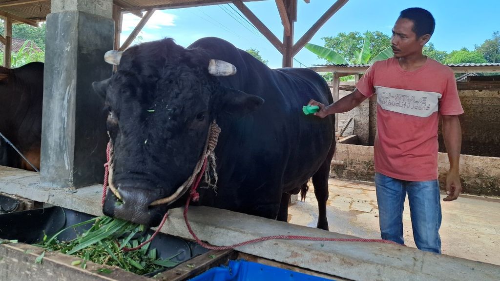Si Bonbon, a Brangus cow from Lampung purchased by President Joko Widodo for sacrifice