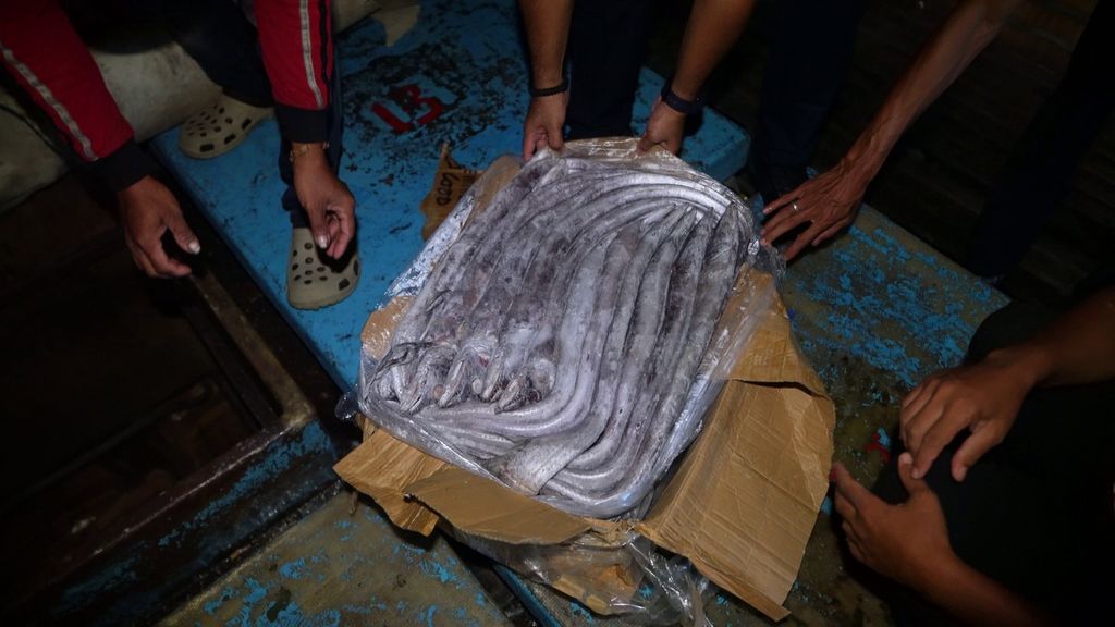 Stolen fish serve as evidence from the arrest of the fishing vessel KM Mitra Utama Semesta, which was detained in the Pangkalan Pengawasan Sumber Daya Kelautan dan Perikanan (PSDKP) of the Ministry of Marine Affairs and Fisheries in Tual, Maluku, on Wednesday (17/4/2024).