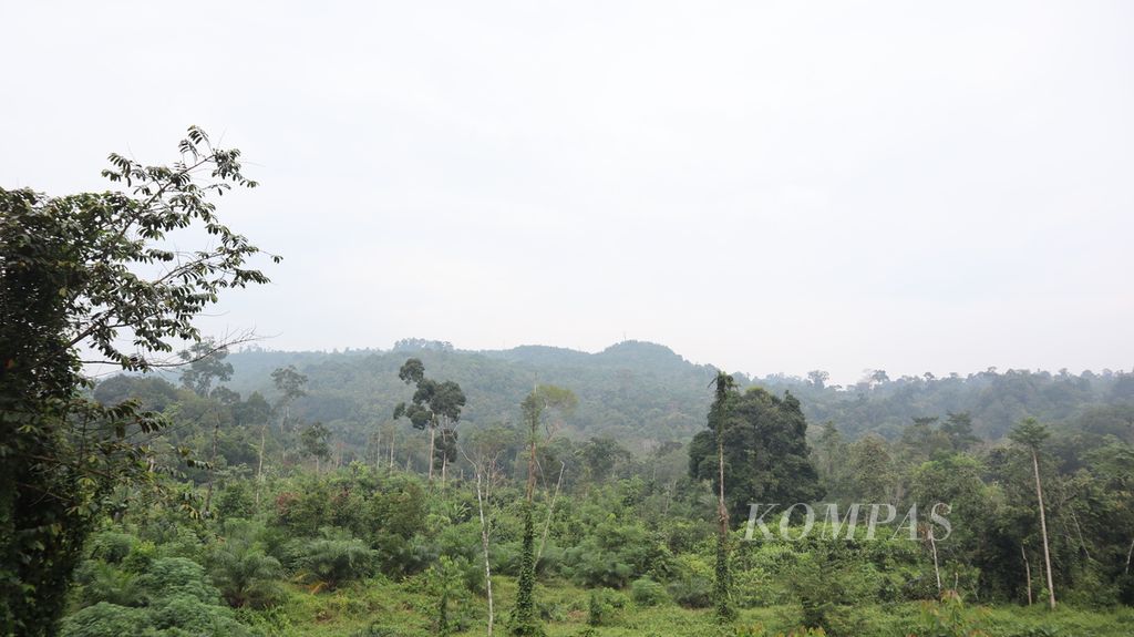 Bentangan hutan dilihat dari kawasan penyangga Taman Nasional Bukit Tiga Puluh, di Desa Rantau Langsat, Kecamatan Batang Gansal, Kabupaten Indragiri Hulu, Riau, Jumat (29/7/2022)