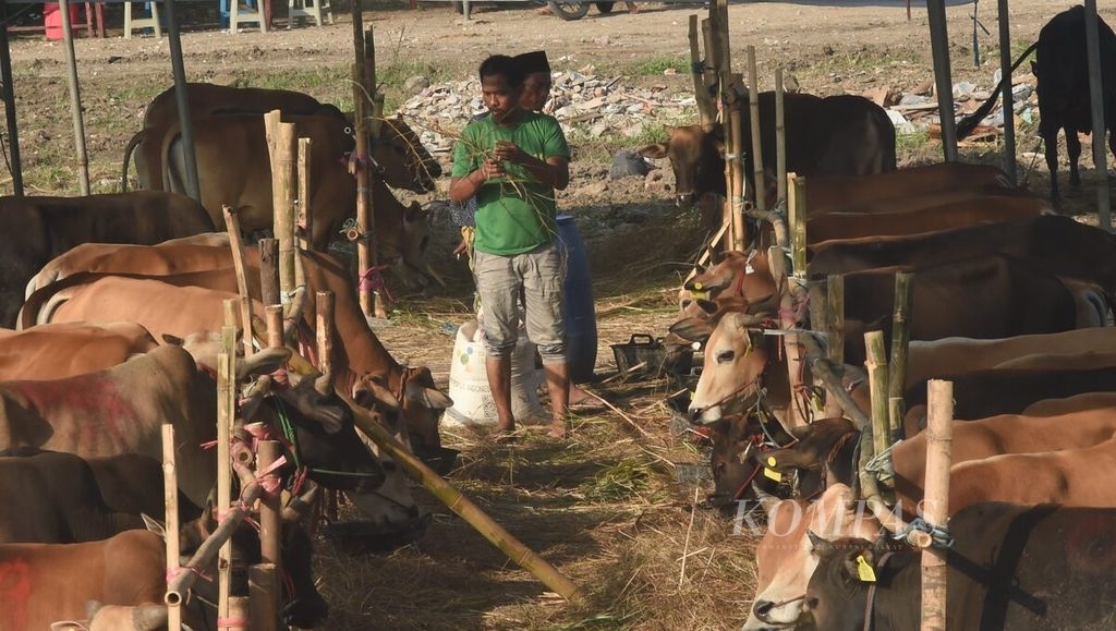 Penjual hewan kurban mulai berjualan di pinggir Jalan Dr Ir H Soekarno, Surabaya, Jawa Timur, Jumat (9/6/2023). 