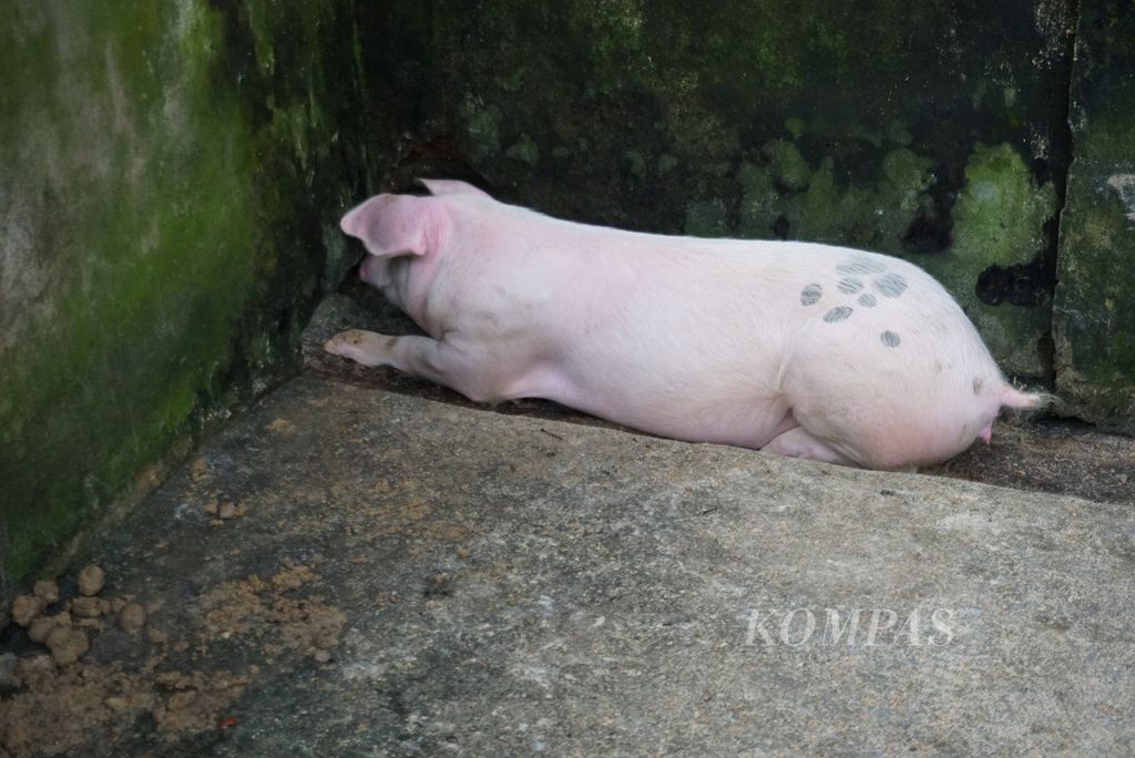 Peternakan babi milik Kelompok Tani Hutan Gunung Lanying di Desa Werdhi Agung Selatan, Bolaang Mongondow, Sulawesi Utara, Selasa (19/7/2022).