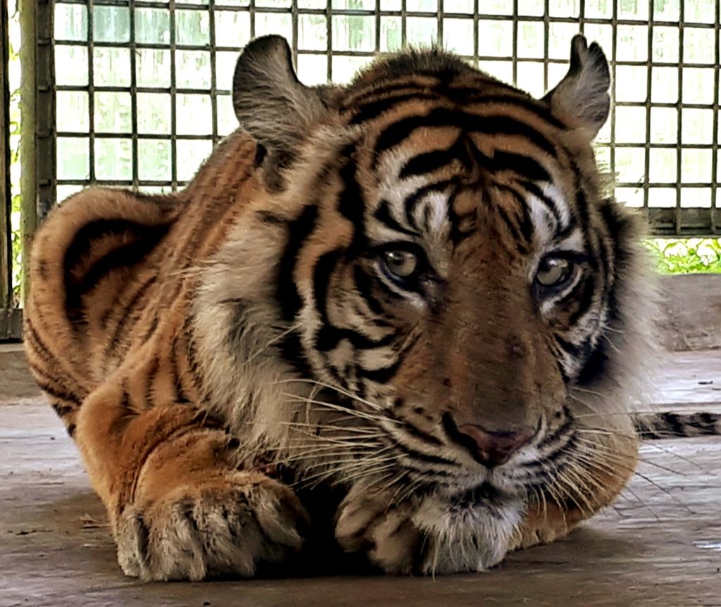 Harimau sumatera bernama Bonita yang memangsa dua warga akhirnya dapat ditangkap pada April 2018 setelah meneror selama 3 bulan. Harimau itu dibawa ke Pusat Rehabilitasi Harimau Sumatera di Kabupaten Dharmasraya, Sumatera Barat.