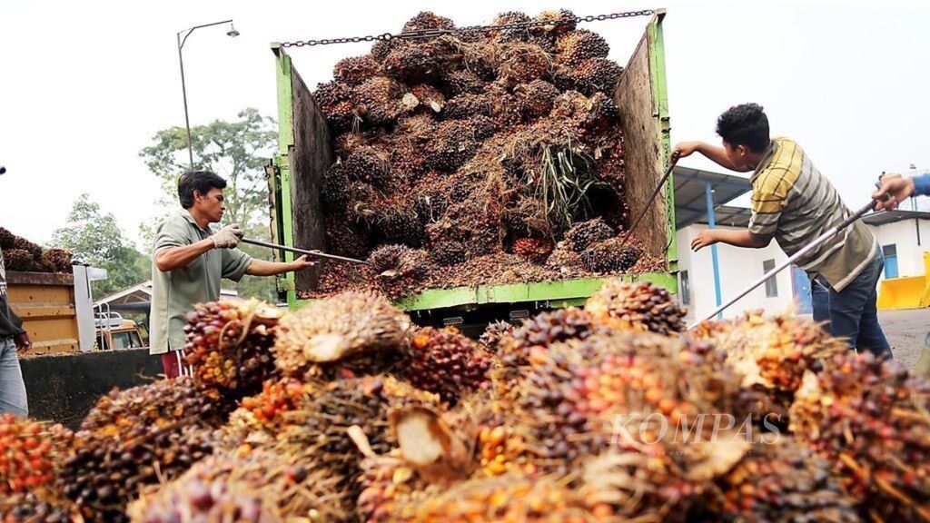 Pekerja menurunkan tandan sawit segar milik petani di tempat pengepulan sawit di kawasan Tungkal Jaya, Musi Banyuasin, Sumatera Selatan, Senin (14/9/2015). 