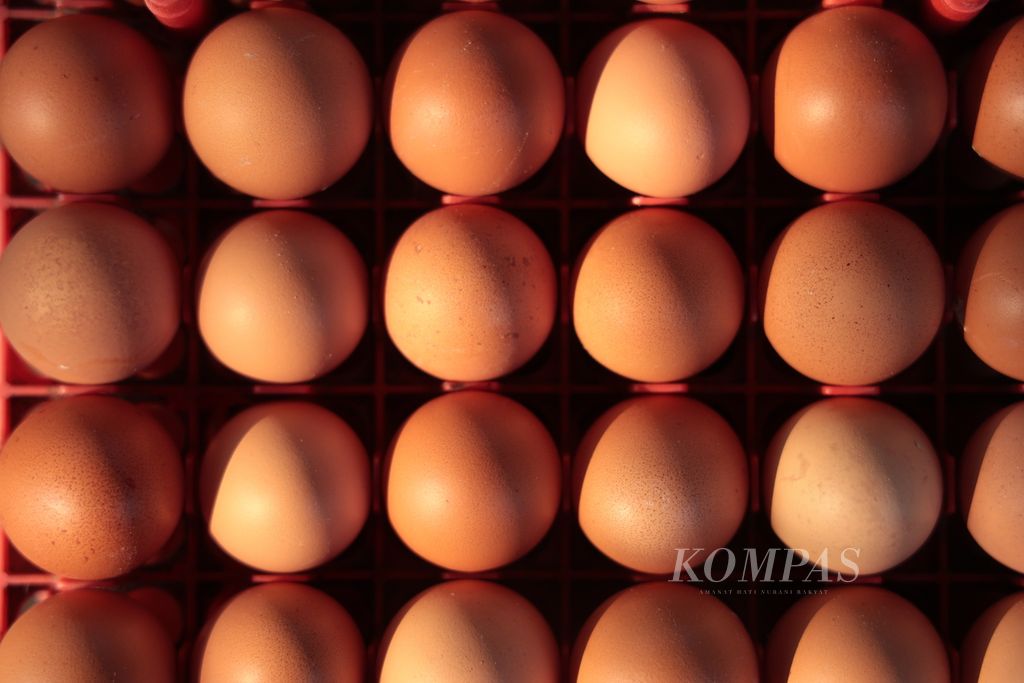 Ilustrasi-Telur hasil panen di sebuah peternakan ayam petelur di Gunung Sindur, Bogor, Jawa Barat, Selasa (23/5/2023). 