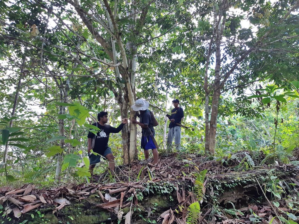 Tiga masyarakat adat Mului sedang mengukut pohon dalam program sekolah adat Mului, di Kampung Mului, Desa Swan Slotung, Kecamatan Muara Komam, Kabupaten Paser, Kalimantan Timur, Rabu (22/11/2023).