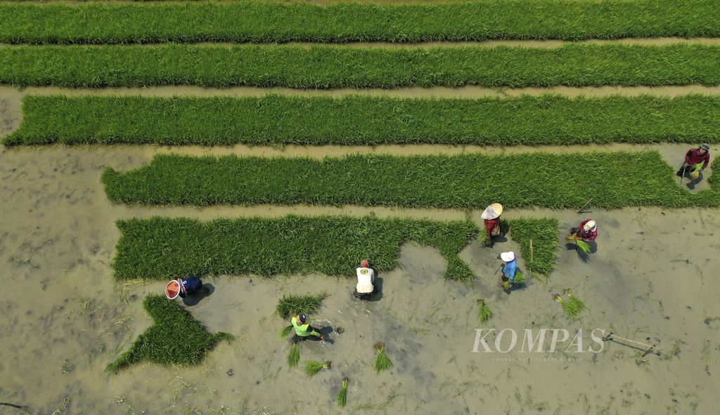 Foto udara buruh tani mulai mencabuti benih padi di lahan persemaian sebelum ditanam kembali di areal persawahan di Desa Kedungjaya, Kecamatan Babelan, Kabupaten Bekasi, Jawa Barat, 20 Februari 2024. 