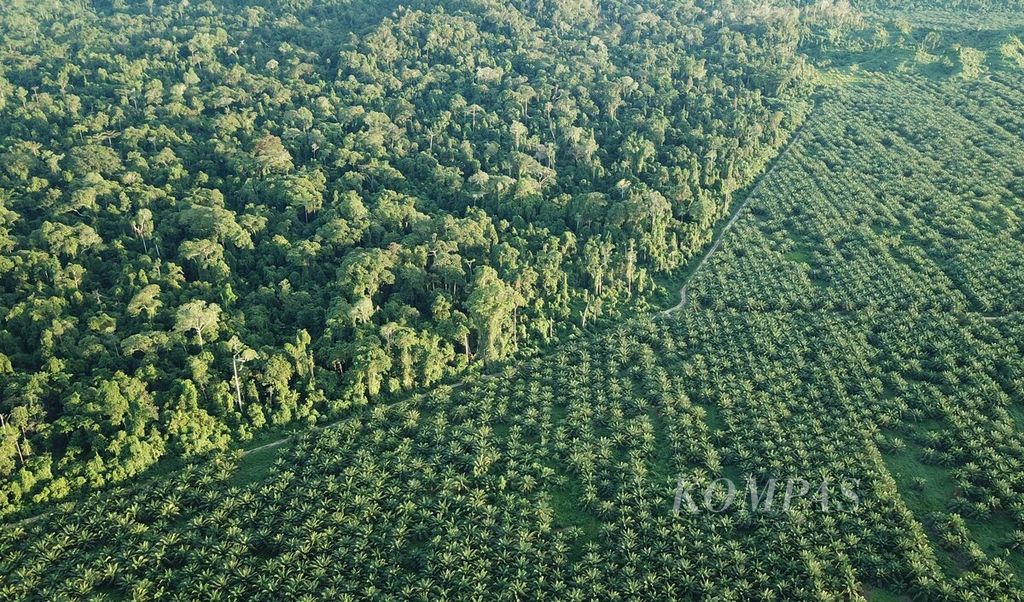 Batas hutan dan perkebunan sawit di Distrik Yaur, Kabupaten Nabire, April 2021. 