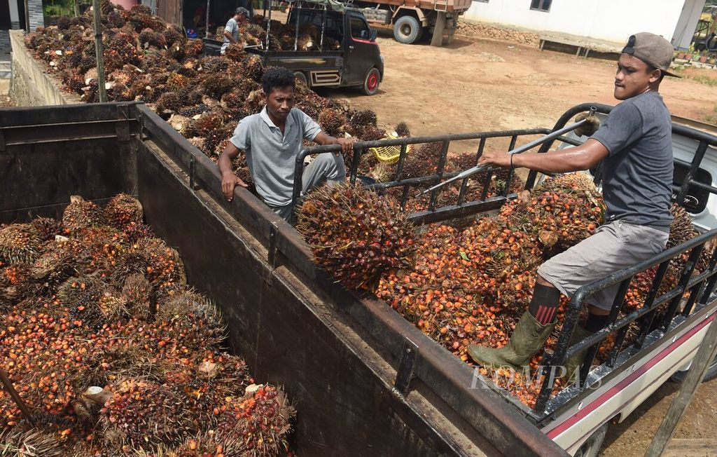 Sejumlah pekerja memindahkan tandan buah segar (TBS) kelapa sawit kiriman petani ke truk untuk dikirim ke pabrik kelapa sawit di Desa Bukit Raya, Kecamatan Sepaku, Kabupaten Penajam Paser Utara, Kalimantan Timur, Rabu (27/7/2022).