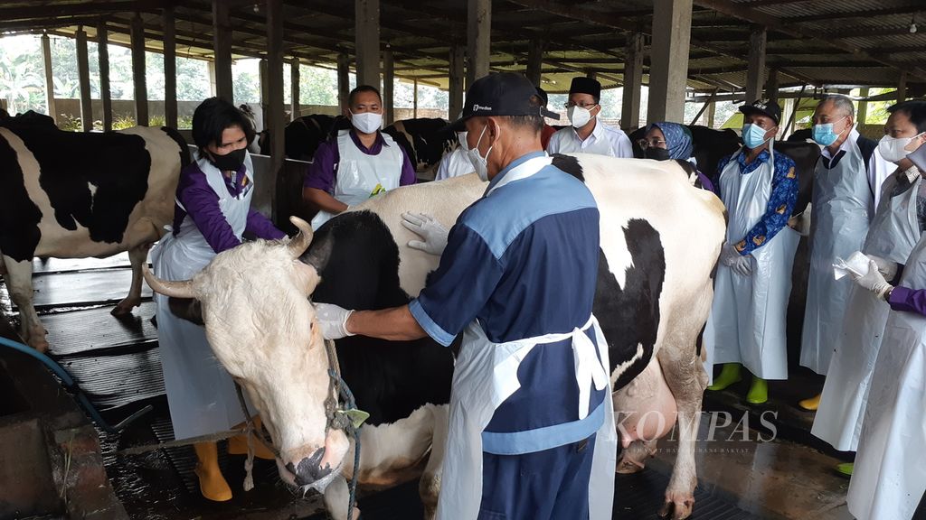 Vaksinator dari Pusvetma Surabaya menyuntikkan vaksin untuk penyakit mulut dan kuku pada sapi perah di Sidoarjo, Jawa Timur, Jumat (17/6/2022). Jatim dengan populasi sapi 5,2 juta ekor menunggu distribusi vaksin untuk mengatasi wabah penyakit mulut dan kuku yang menyebar cepat. 