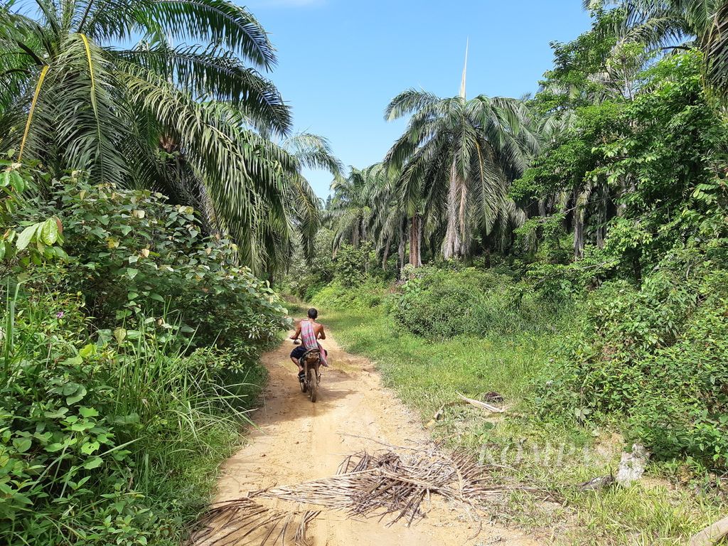 Pekerja di perkebunan kelapa sawit saat menuju ke perkebunan di Desa Jambo Reuhat, Kecamatan Banda Alam, Kabupaten Aceh Timur, Aceh, Selasa (25/7/2023). Para buruh menjadi andalan bagi perusahaan untuk kelancaran produksi perusahaan.