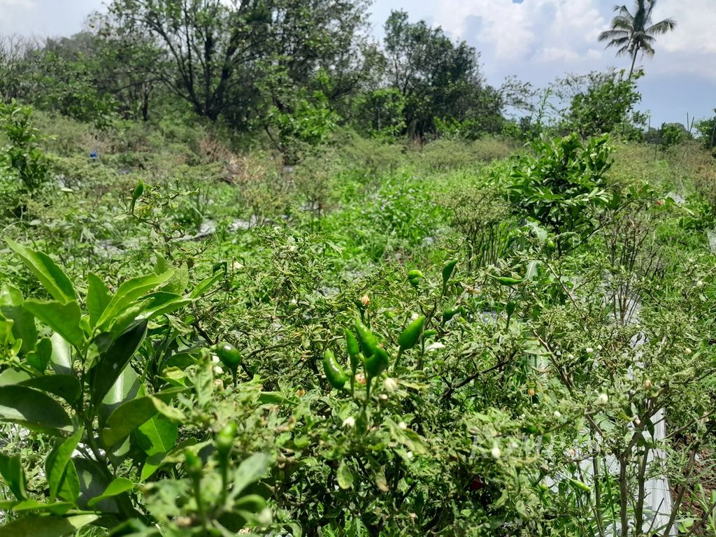 Beberapa buah cabai berwarna hijau sisa-sisa panen masih menempel di ranting tanaman cabai di lahan milik salah satu petani di Desa Gadingkulon, Kecamatan Dau, Kabupaten Malang, Jawa Timur, Rabu (6/3/2024).