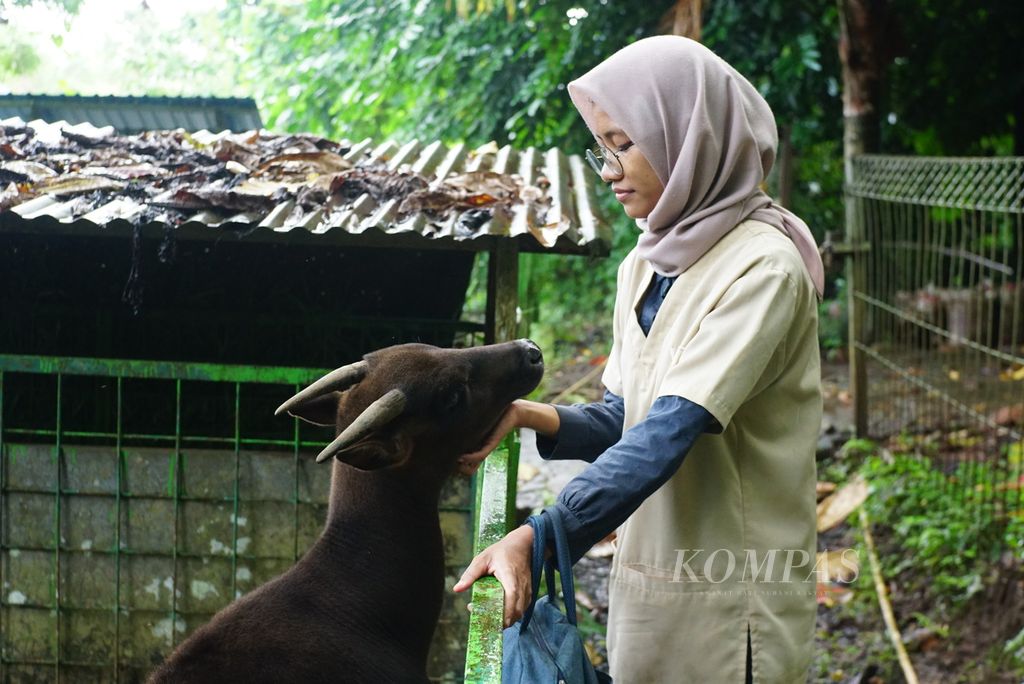 Drh Afifah Hasna, dokter hewan di Anoa Breeding Center Manado, pusat pengembangbiakan anoa di Sulawesi Utara, menengok keadaan salah satu anoa, Rabu (5/7/2023). Afifah adalah dokter hewan pertama yang berhasil membantu kelahiran anoa dataran rendah (<i>Bubalus depressicornis</i>) dengan operasi caesar.