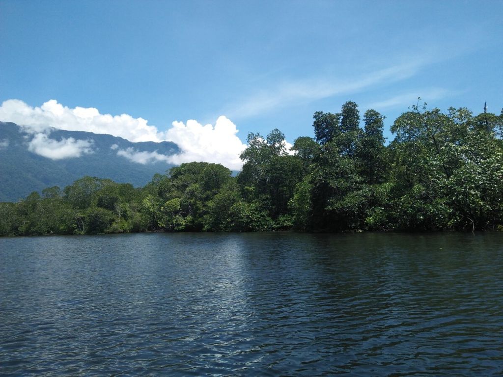 Mangrove dengan latar pegunungan berhutan lebat di Cagar Alam Morowali, Kecamatan Soyo Jaya, Kabupaten Morowali Utara, Sulawesi Tengah, terlihat pada pertengahan April 2018. Cagar alam tersebut menjadi salah satu habitat rangkong.
