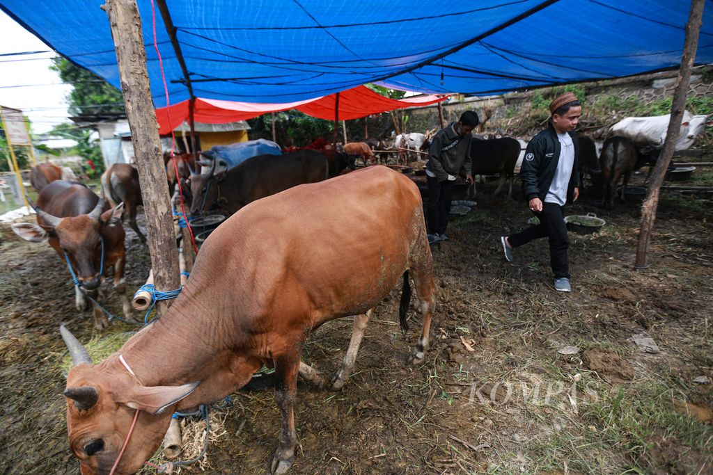 Calon pembeli melihat sapi asal Bima, Nusa Tenggara Barat, yang dijual pedagang di kawasan Cipondoh, Kota Tangerang, Banten, Rabu (15/6/2022). Pedagang sapi musiman mulai bermunculan jelang hari raya Idul Adha.