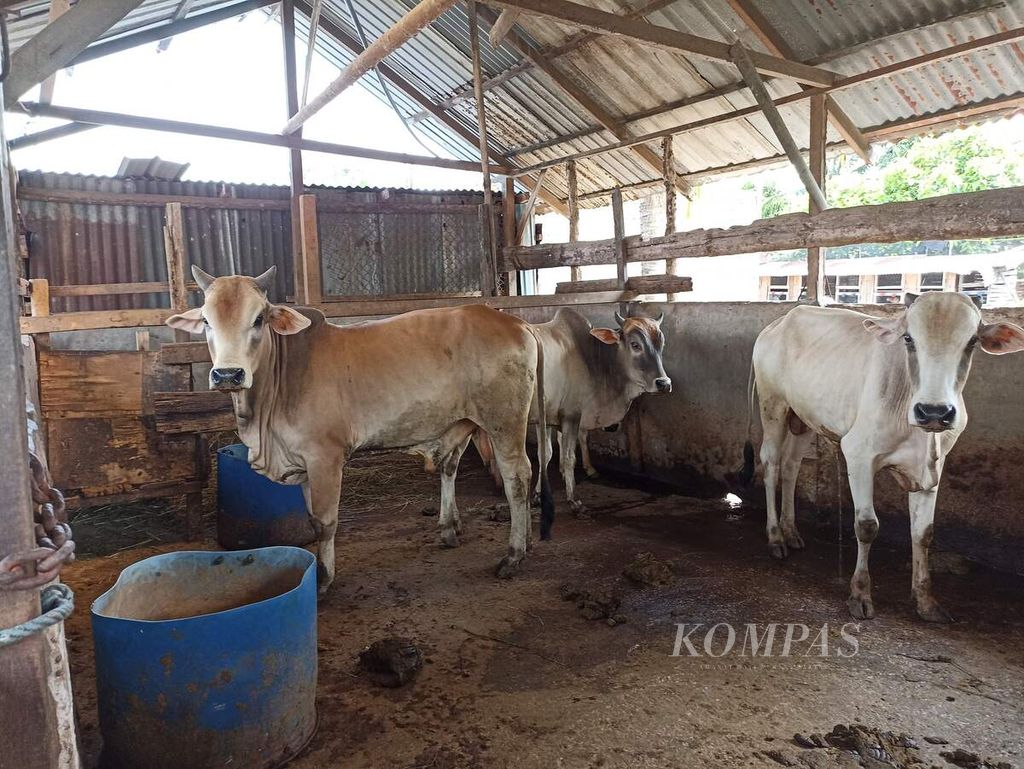 Ternak sapi berada di kandang di Desa Sampali, Kecamatan Percut Sei Tuan, Kabupaten Deli Serdang, Sumatera Utara, Kamis (26/5/2022). Untuk menekan penularan penyakit mulut dan kuku, peternak diminta tidak menggembalakan ternak. 