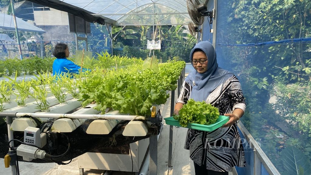 Para anggota Kelompok Wanita Tani Puspitasari memanen hasil pertanian urban yang mereka lakoni di sebuah lahan kosong di Kelurahan Sampangan, Kecamatan Gajahmungkur, Kota Semarang, Jawa Tengah, Minggu (27/8/2023). 