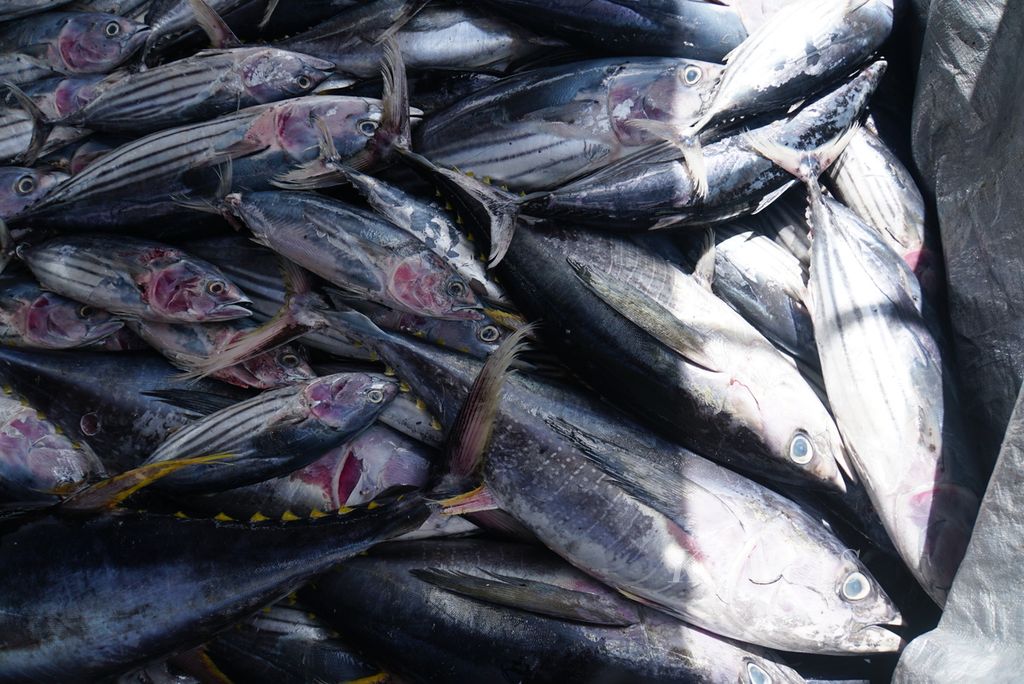 Ikan-ikan tangkapan dari Kapal Motor Sentosa XVIII berbobot 131 gros ton dimuat ke dalam mobil bak di Pelabuhan Perikanan Samudera Bitung, Sulawesi Utara, Jumat (20/10/2023).