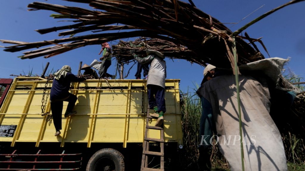Pekerja mengangkut tebu untuk dibawa ke pabrik gula di Desa Megawon, Kecamatan Jati, Kabupaten Kudus, Jawa Tengah, Minggu (14/5).