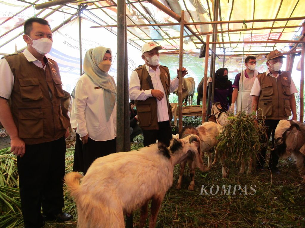 Tim Satgas PMK Kota Bandar Lampung memeriksa kondisi kesehatan hewan kurban di lapak penjualan hewan kurban di Bandar Lampung, Rabu (6/7/2022).