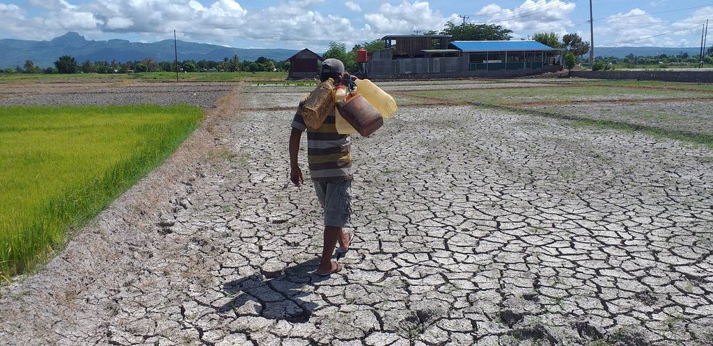 Frengki Tamoneb (56), a farmer from Oesao Village, Kupang Tengah District, Kupang Regency, East Nusa Tenggara, carries a jerry can of water to his neighbor's rice field. The water, which was just taken from his neighbor's well, will be used to irrigate his own cabbage crops.