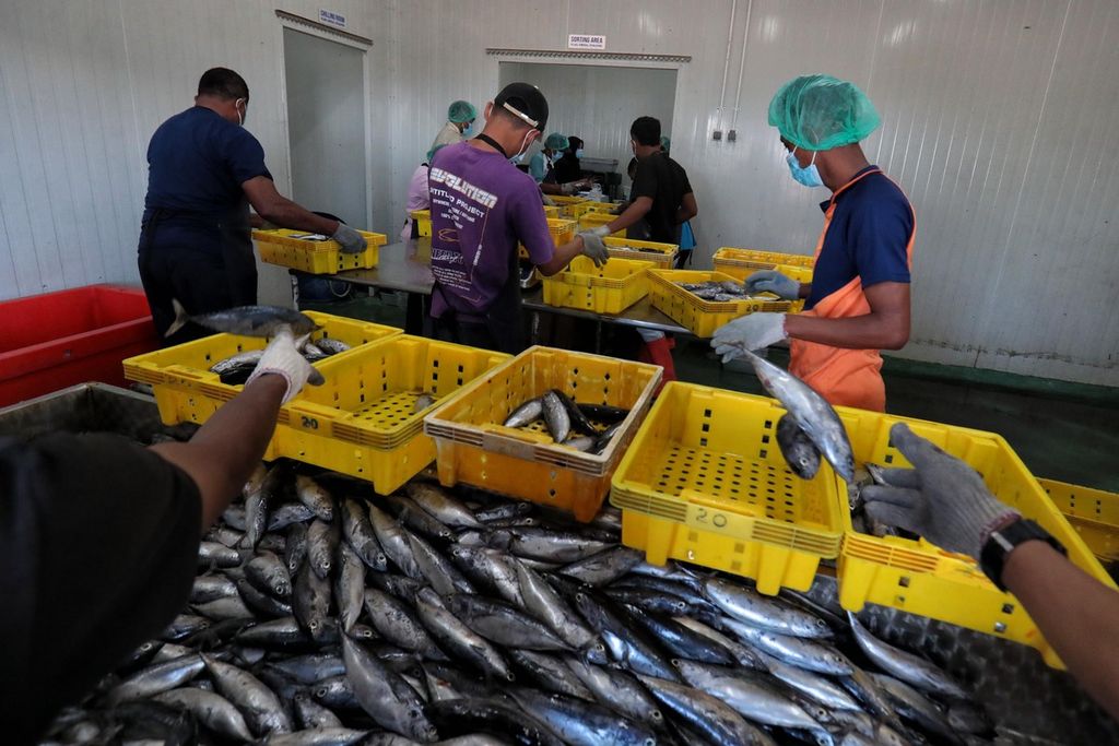 Pekerja PT Fajar Flores Flamboyan Fishing sedang memilah ikan berdasarkan kualitas dan ukurannya sebelum dimasukkan ke gudang pendingin di Maumere, Sikka, Nusa Tenggara Timur, Kamis (8/6/2023). Pada tahun 2022, produksi perikanan daerah tersebut sebesar 22.137,33 ton. 