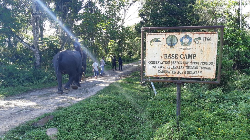 Gajah memasuki area Conservation Respon Unit Trumon, Aceh Selatan, Aceh, Kamis (23/1/2019).