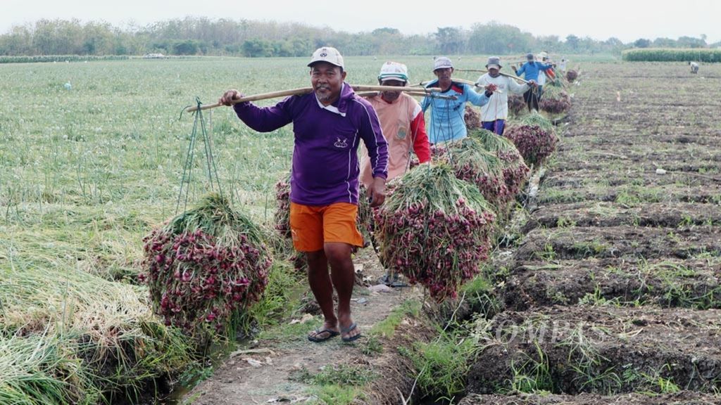 Petani mengangkut bawang merah yang dipanen di Desa Gebang, Kecamatan Gebang, Kabupaten Cirebon, Jawa Barat, akhir Agustus 2019. 